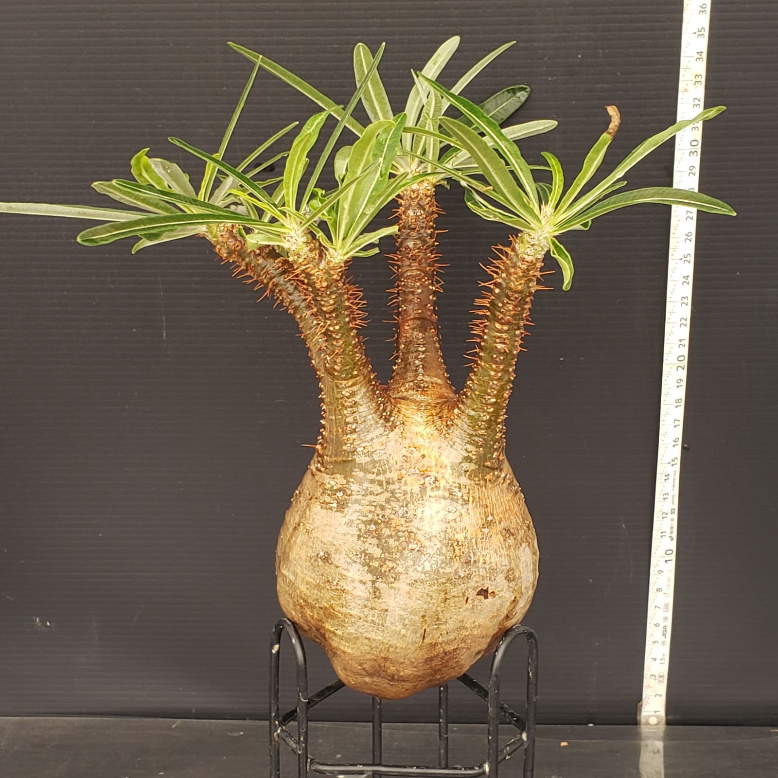 ル320 「現地株」パキポディウム グラキリス M【植え・マダガスカル