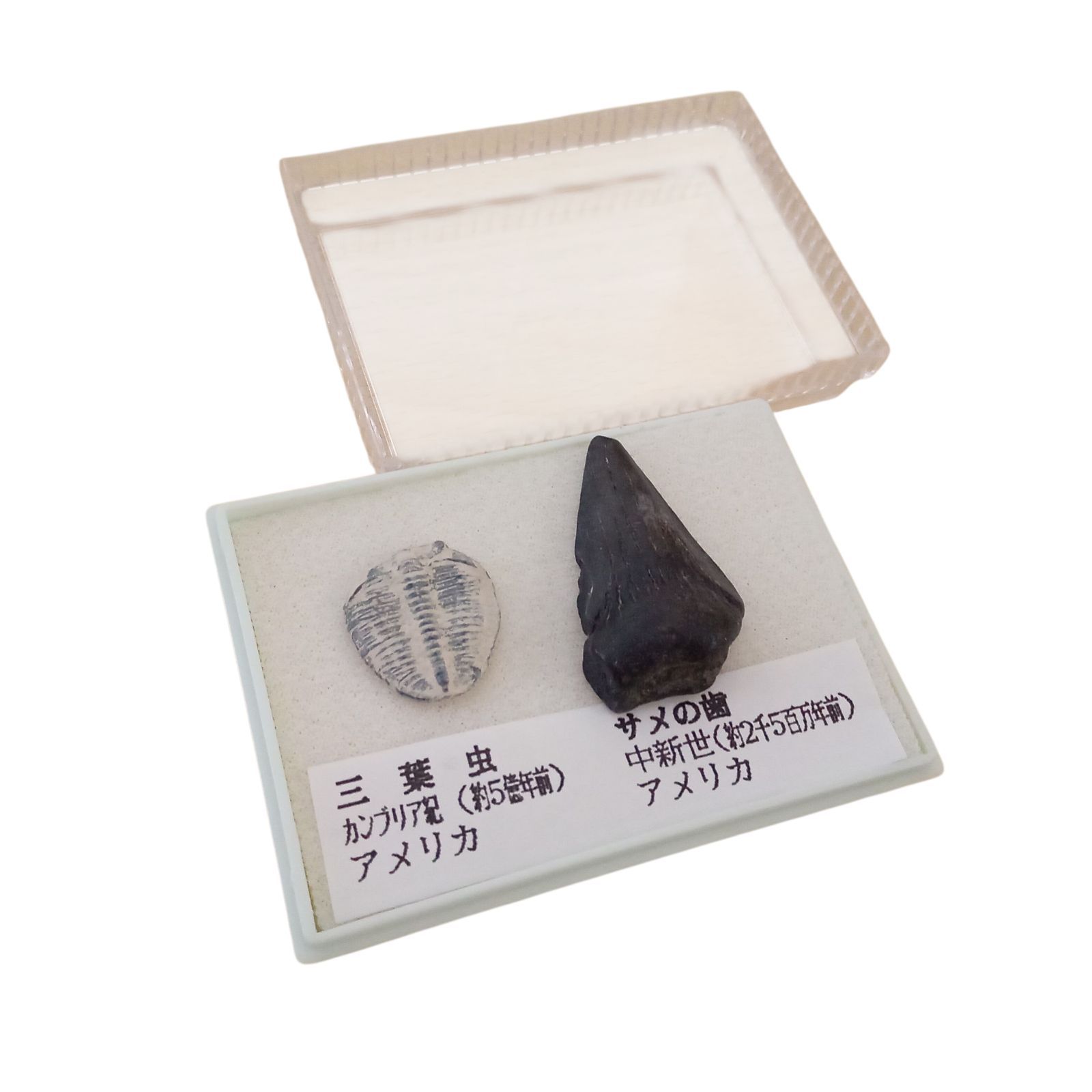 X10013 化石標本 化石セット 三葉虫とサメの歯化石 標本 ケース付き