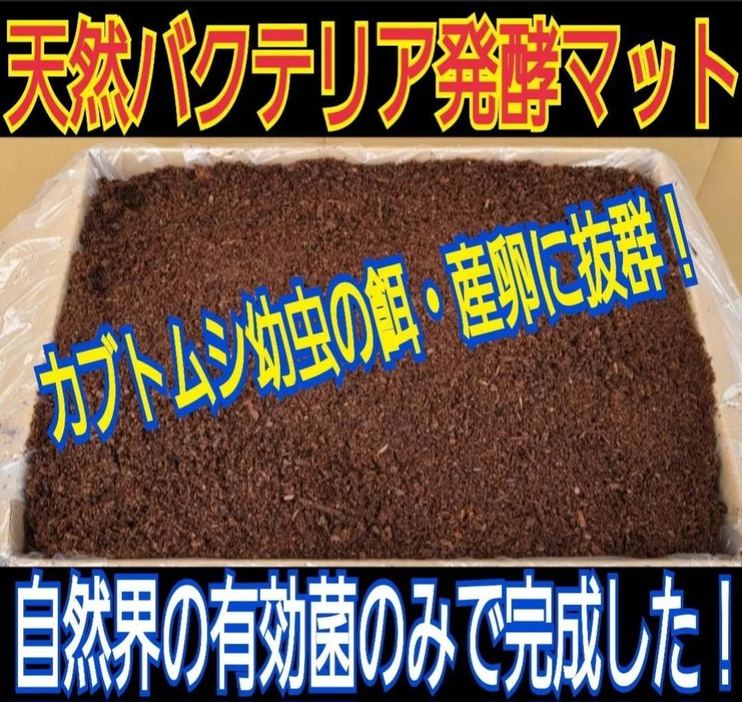 40gを超える国産カブ幼虫がゴロゴロでてきたオオヒラタケ菌床自然発酵カブトムシマット たっぷり100リットル 天然の有効菌のみで仕上がったバクテリアマット 幼虫の餌 産卵に