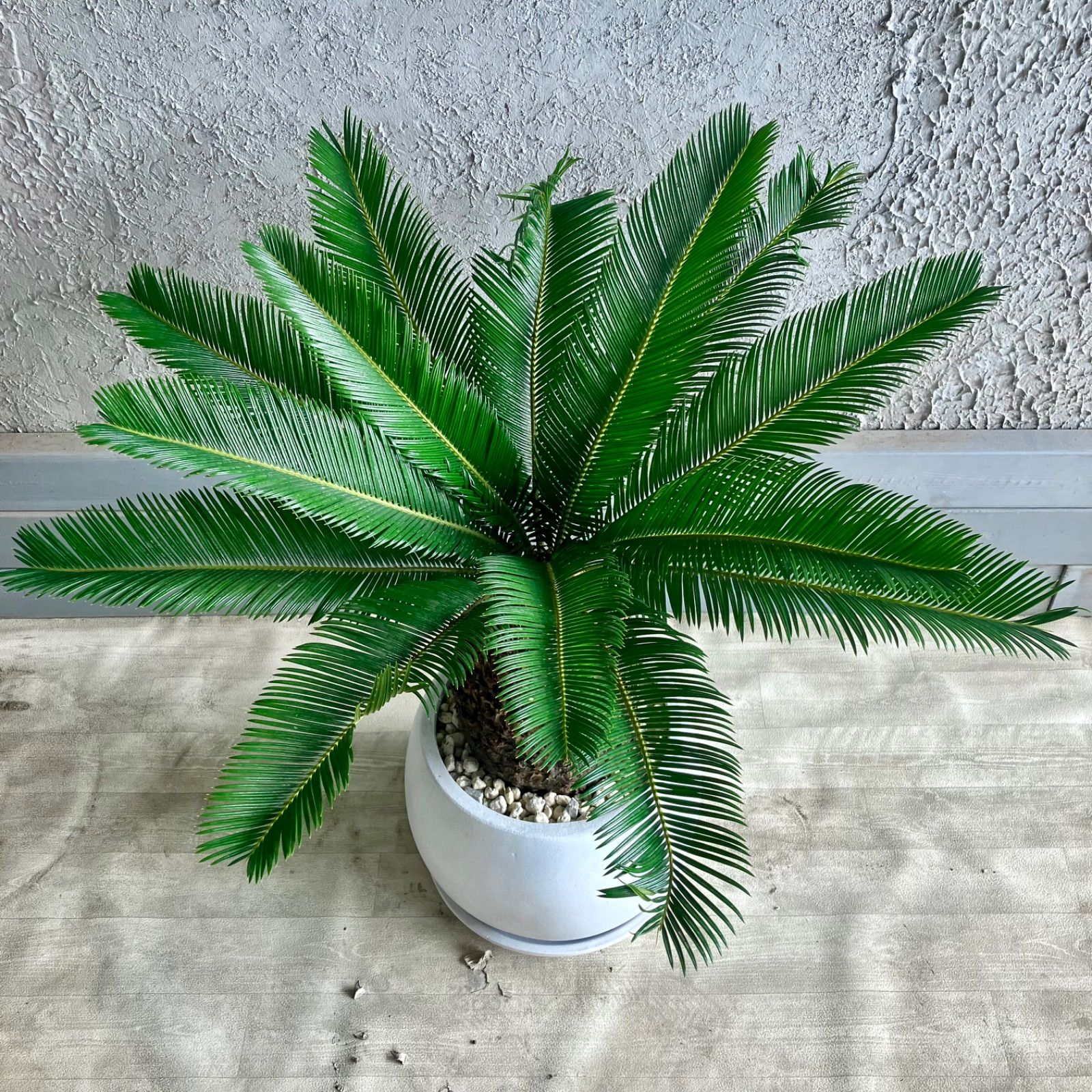 ソテツ 蘇轍 8号 テラコッタ鉢植え ホワイト 受け皿付き - メルカリ