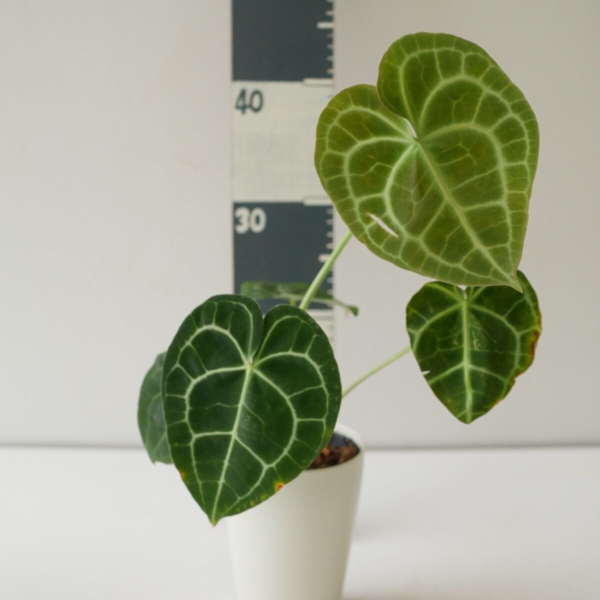 メルカリshops 訳あり アンスリウム クラリネルビウム ハートの丸葉 綺麗な葉脈 希少 メルカリshops 訳あり アンスリウム クラリネルビウム ハートの丸葉 綺麗な葉脈 希少