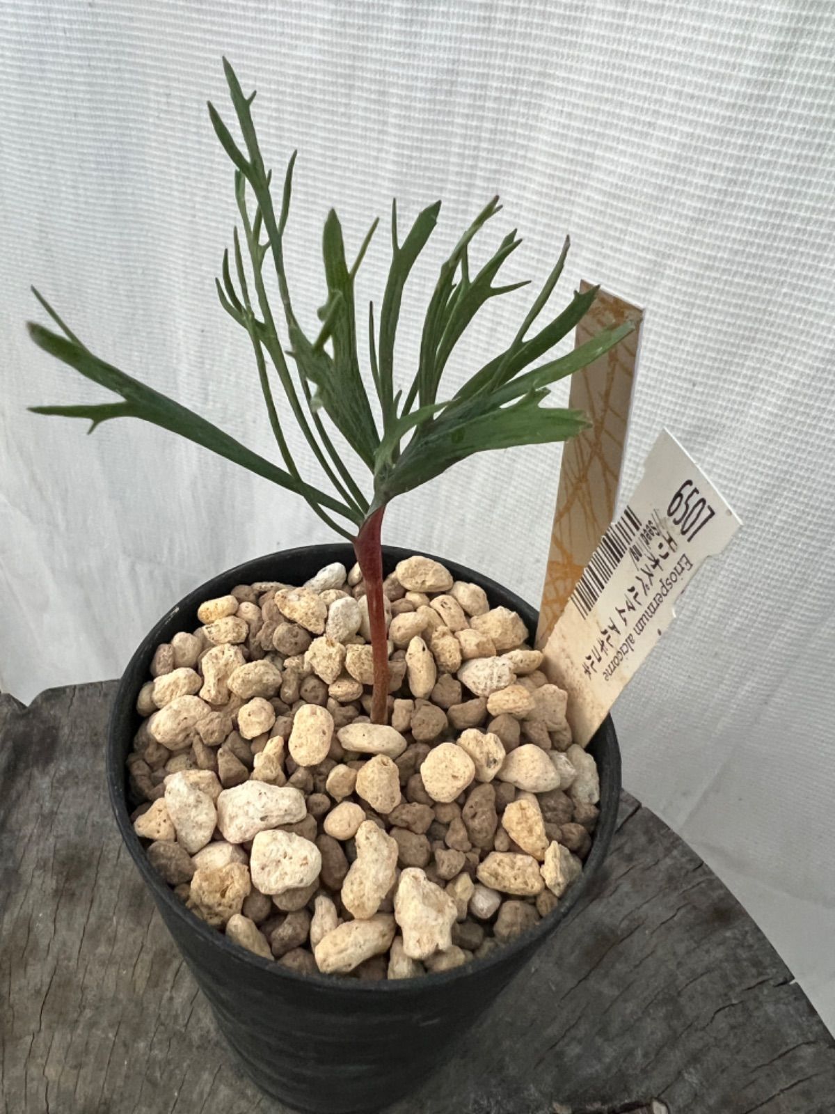 エリオスペルマム　アルキコルネ エリオスペルマム 不明種 アルキコルネ Eriospermum sp. cf