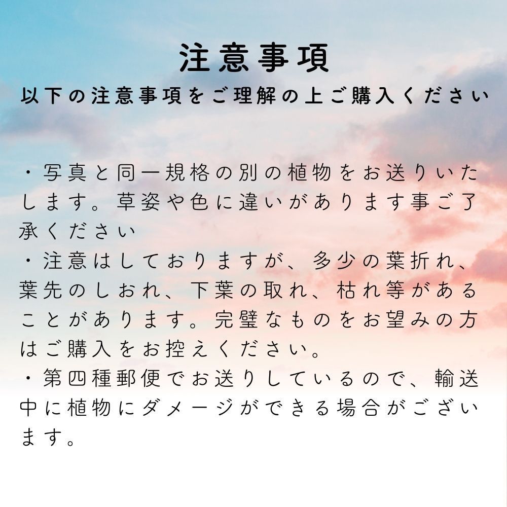 エアプランツ 【おまかせ3種類 Sサイズ】 チランジア エアープランツ