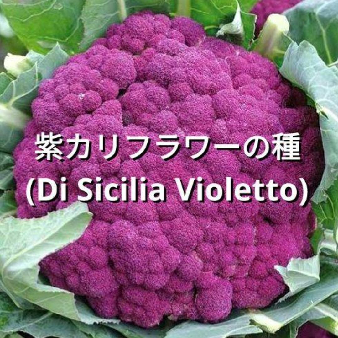 紫カリフラワーの種(Di Sicilia Violetto) - メルカリ 紫カリフラワーの種(Di Sicilia Violetto) - メルカリ