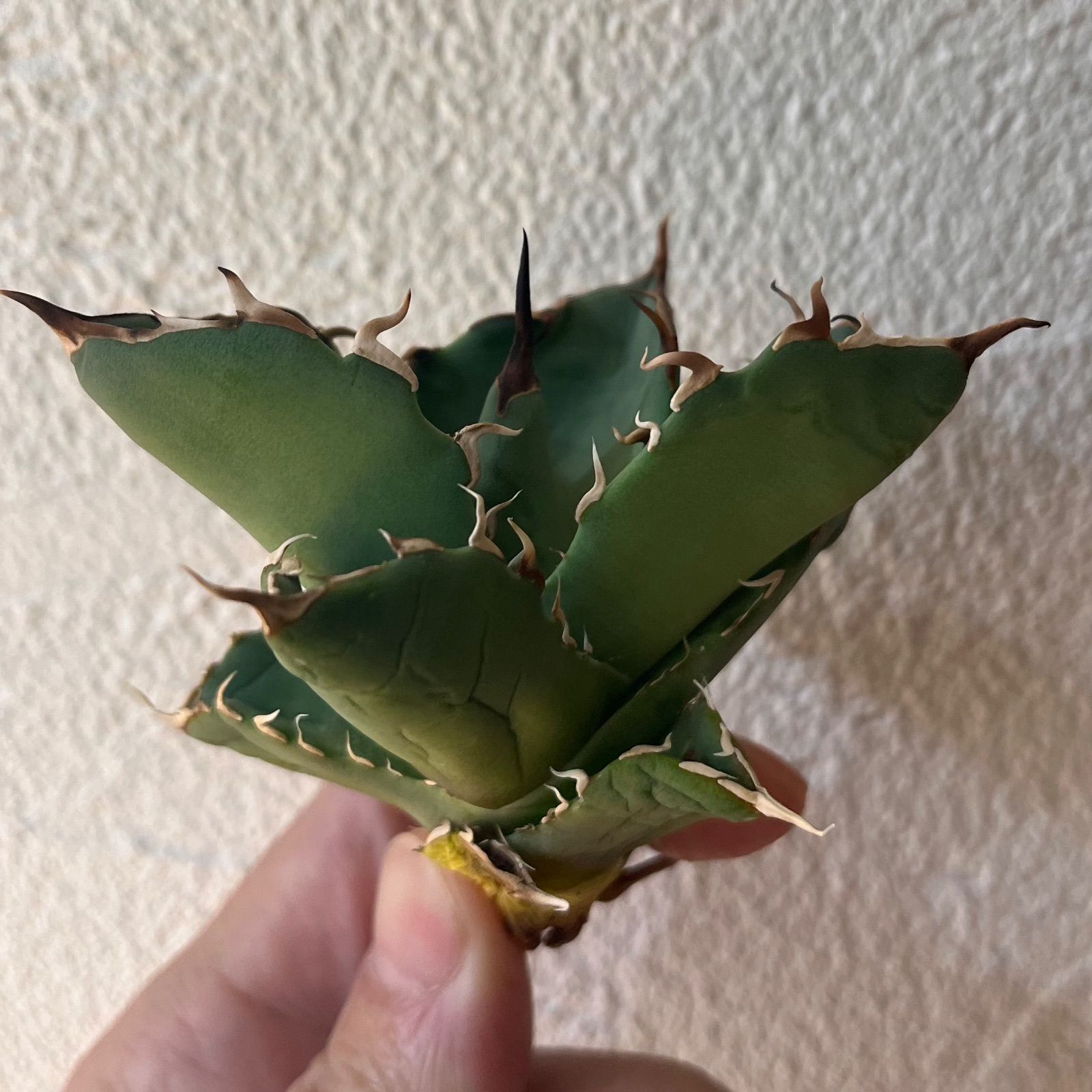 アガベ　チタノタ　MAD BALL イラン産 Agave titanota mad ball 02【兄弟株画像あり】 アガベ チタノタ イラン