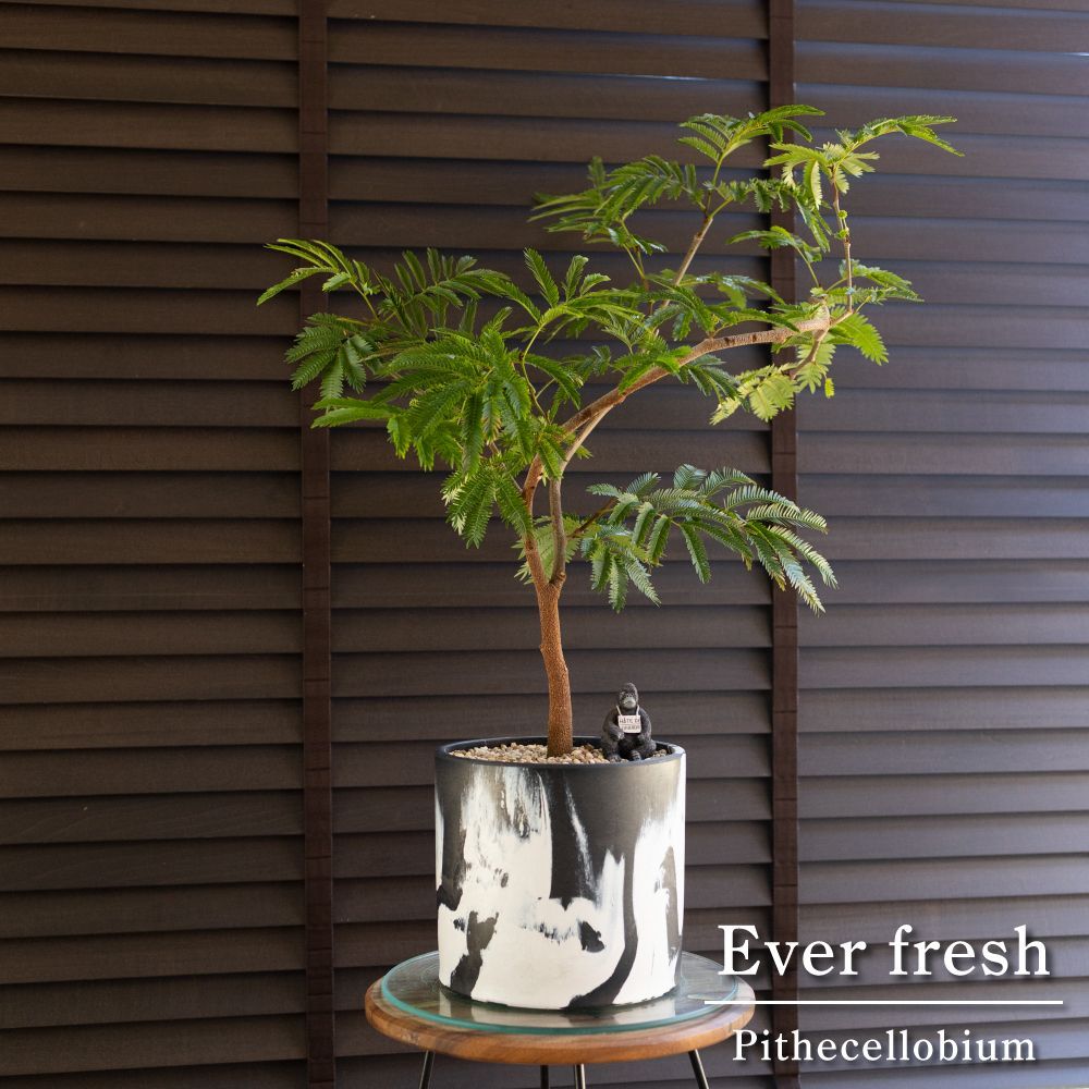 エバーフレッシュ 曲がり 盆栽 ネムノキ 観葉植物エバーフレッシュ｜曲げ方自由、盆栽風仕立て｜e花屋