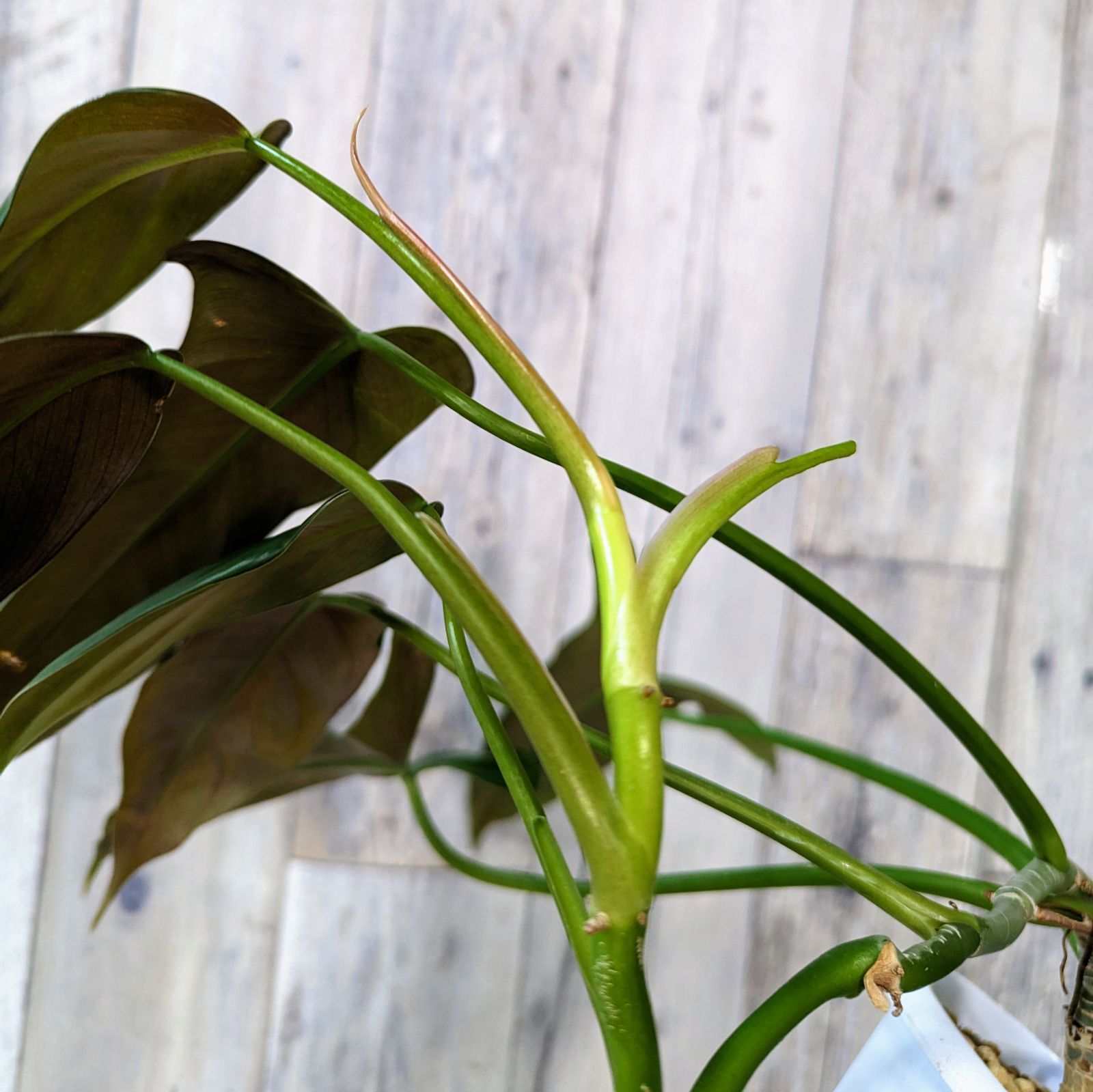 レア】フィロデンドロン サヤカ philodendron SAYAKA - メルカリ