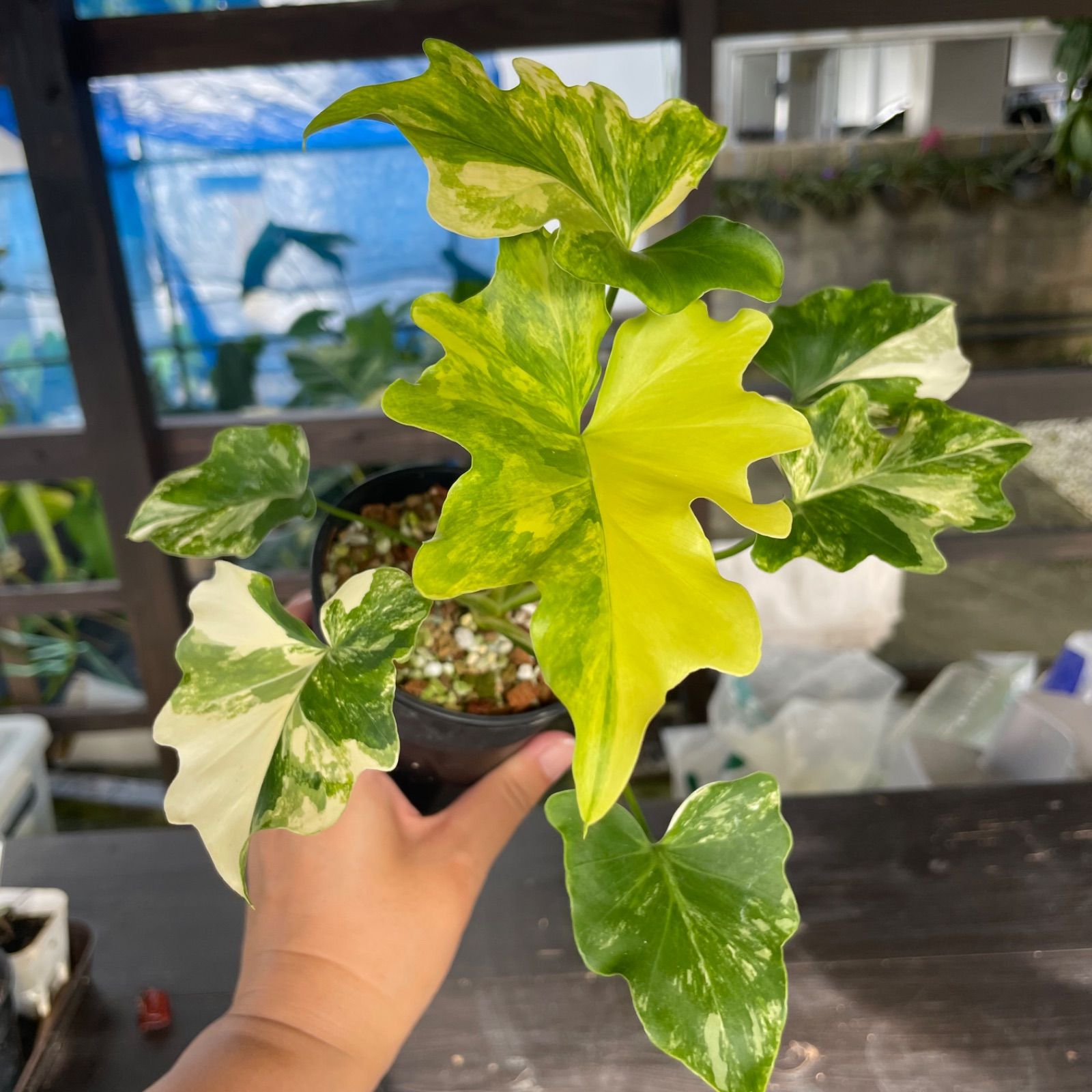 極斑】フィロデンドロン セローム 斑入り Philodendron Selloum