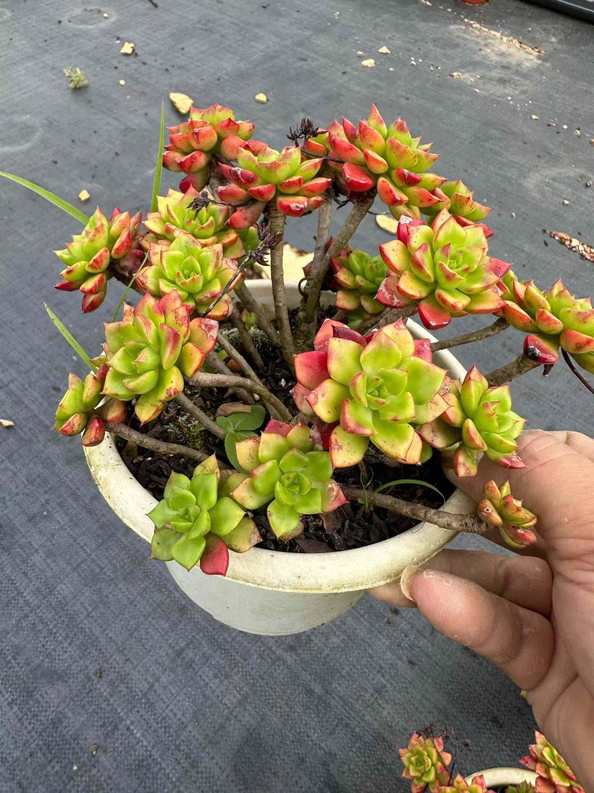 アエオニウム エケベリア