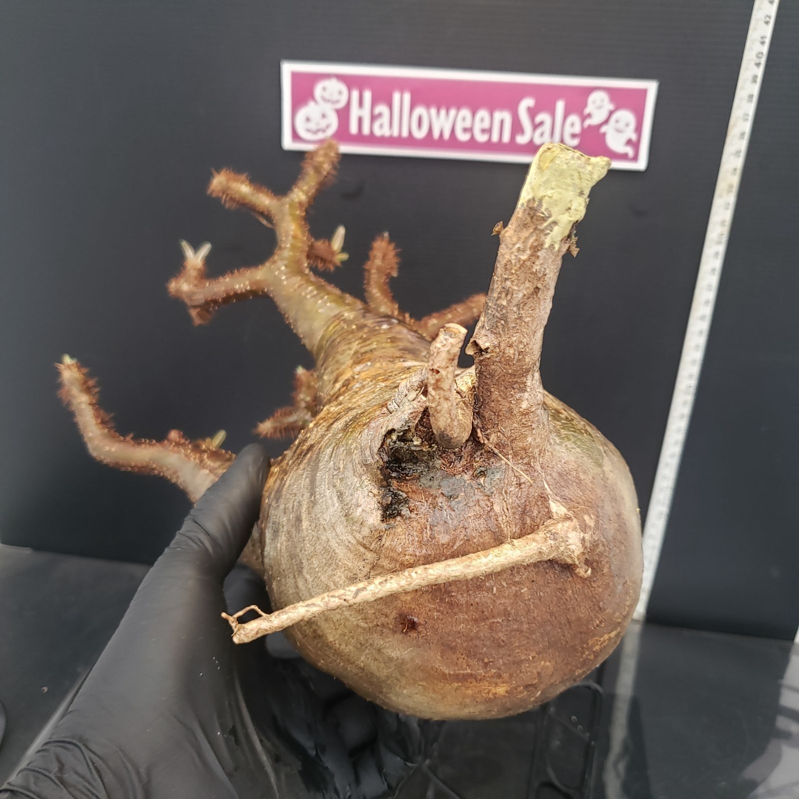 ロ259 「現地株」パキポディウム グラキリス ML 抜き苗【12/2最新到着