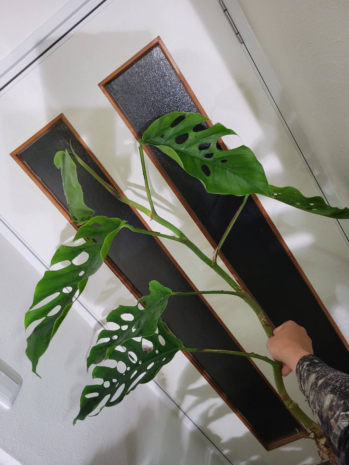 No.87 モンステラデュビア 大株 希少モンステラ