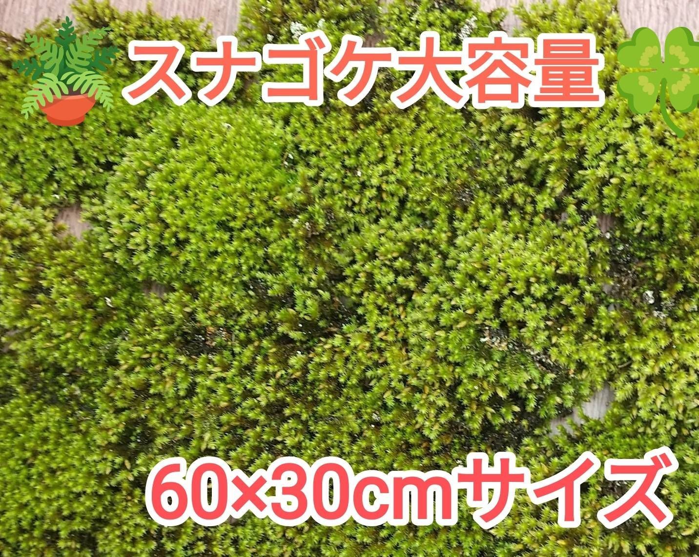 スナゴケ大容量 60×30cm×④セット