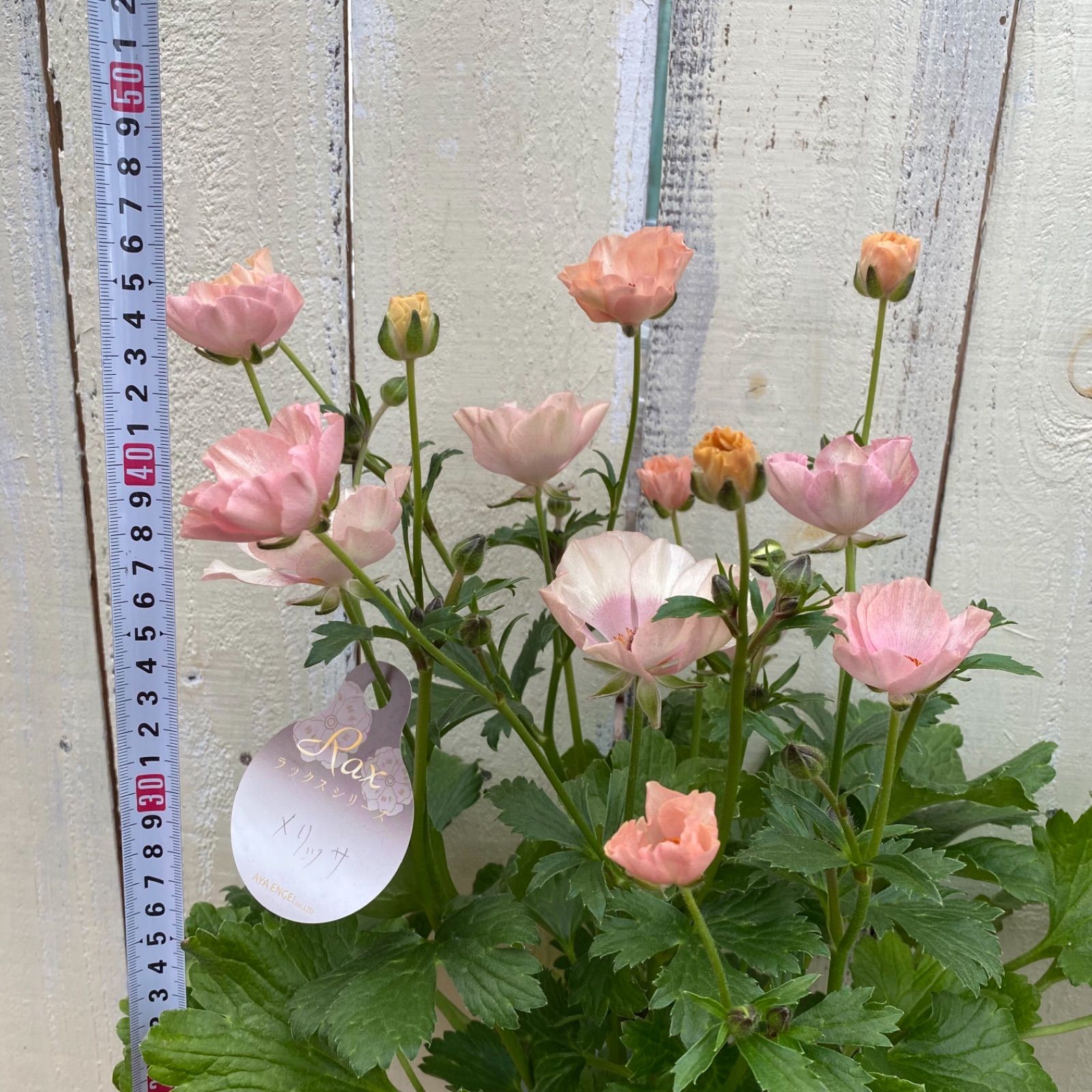 ラナンキュラス ラックス メリッサ - メルカリ