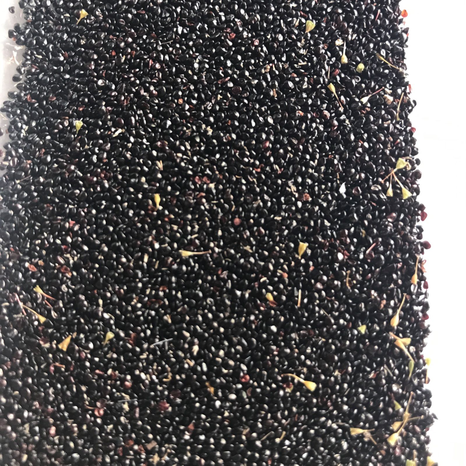 岐阜産 庭の花種 自家採種 無消毒 固定種 ケイトウの種子 鸡冠花