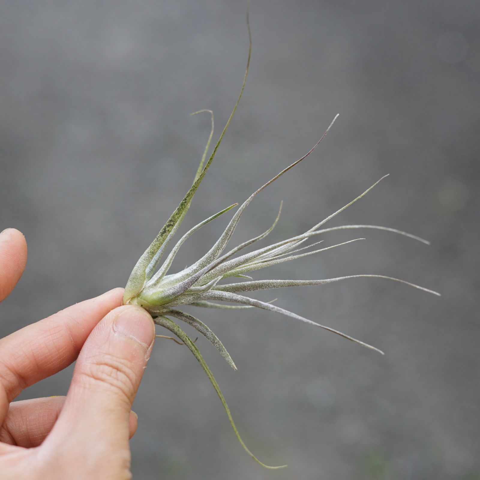 チランジア ロイテリ① (メルカリ便にてお届けします) ☆エアプランツ 【おまかせ6種類セット】 チランジア エアー