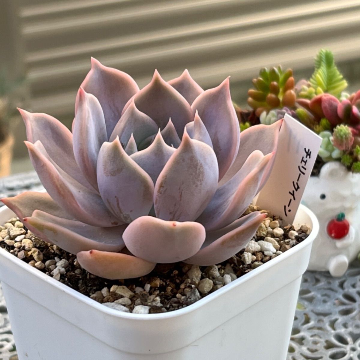 多肉植物 ☘️ チェリークィーン 大きめ苗 抜き苗 - メルカリ