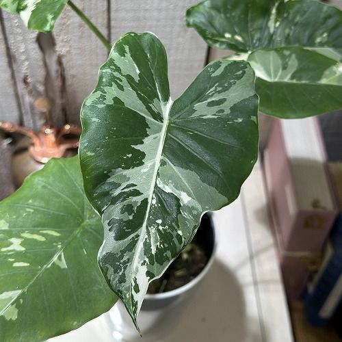 葉傷みあり】観葉植物 クワズイモ 斑入り 4号(個体おまかせ1鉢 