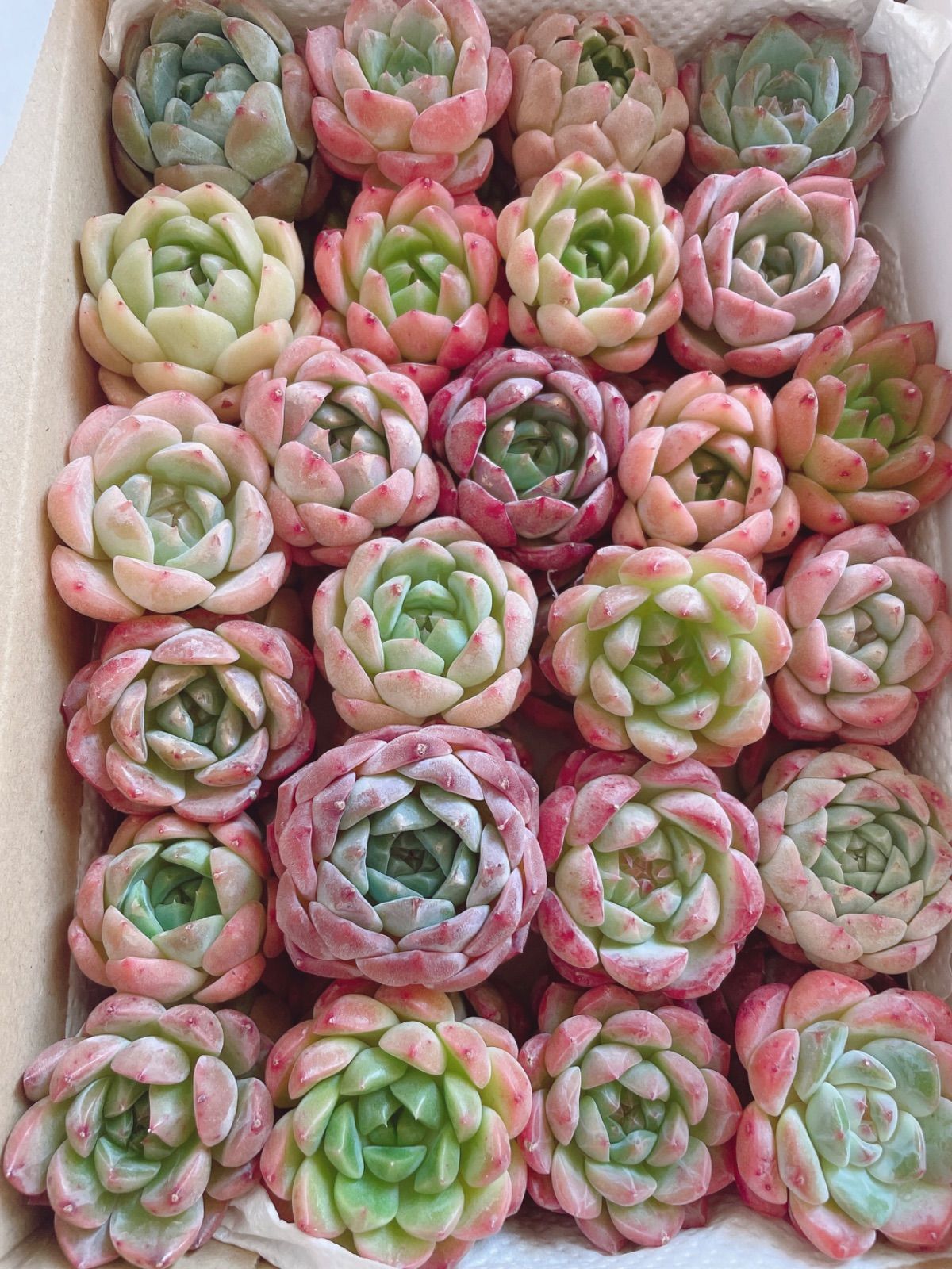 多肉植物 韓国苗 エケベリアMIX苗セット 多肉植物 韓国苗