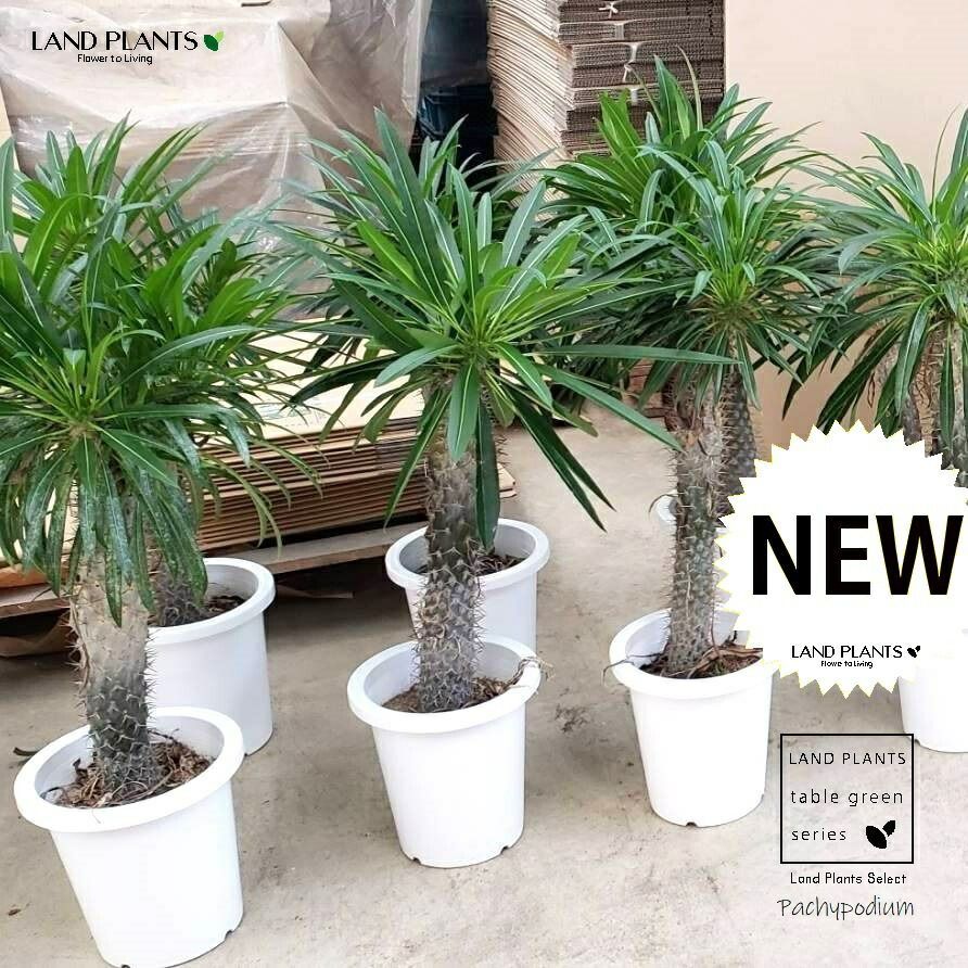 現品 アロエ ラモシシマ 1番 根上がり 幹上がり 多肉植物 レア 観葉