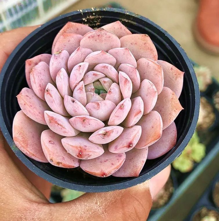 20株の抜き苗セット】恩寵 多肉植物 佐川急便発送 エケベリア