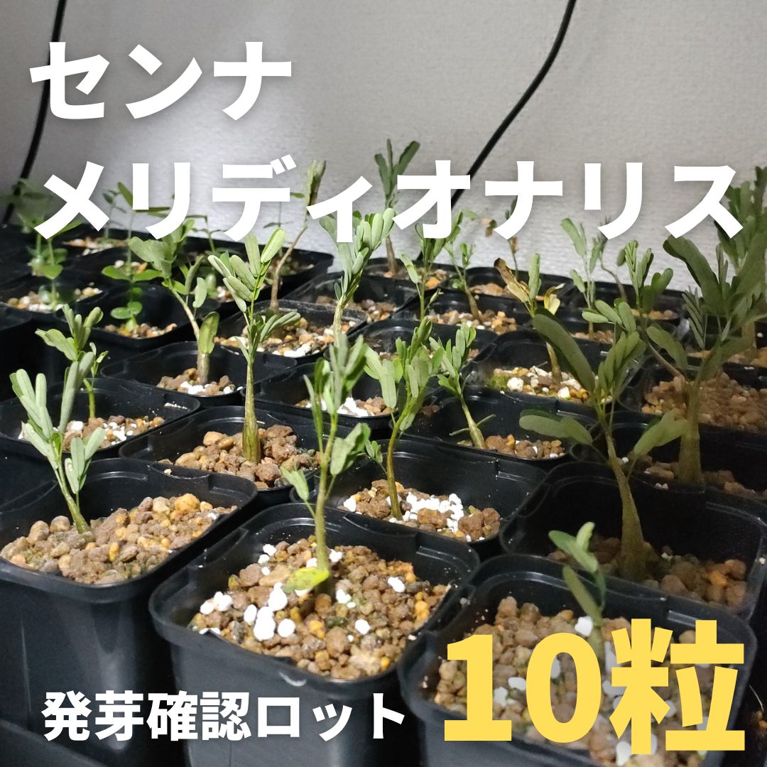 センナメリディオナリス 種 種子 10ツブ - 観葉植物