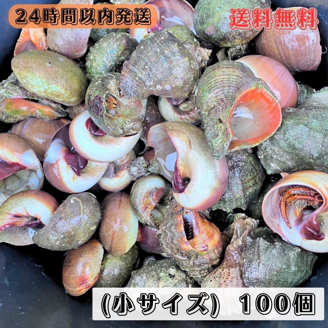 冷凍ヤドカリ(小)100個 石鯛 イシガキダイ 黒鯛 釣り餌 カメノテ付き - メルカリ