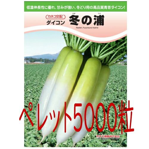 入荷次第出荷 カネコ種苗 冬の浦大根 ペレット５０００粒