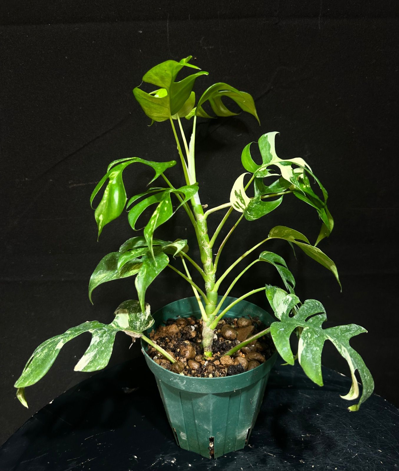 ヒメモンステラ斑入り・ラフィドフォラ テトラスペルマ斑入り