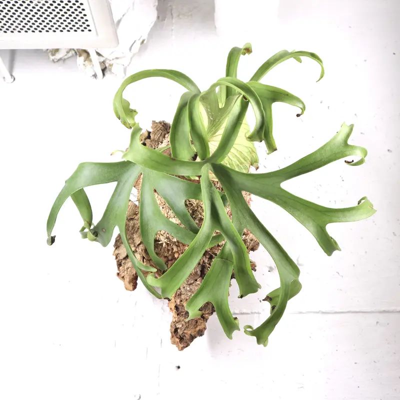 ビカクシダ　コロナリウム〔wihte〕コルク付け2 P1612 ビカクシダ コロナリウム ホワイト P.coronarium cv. white