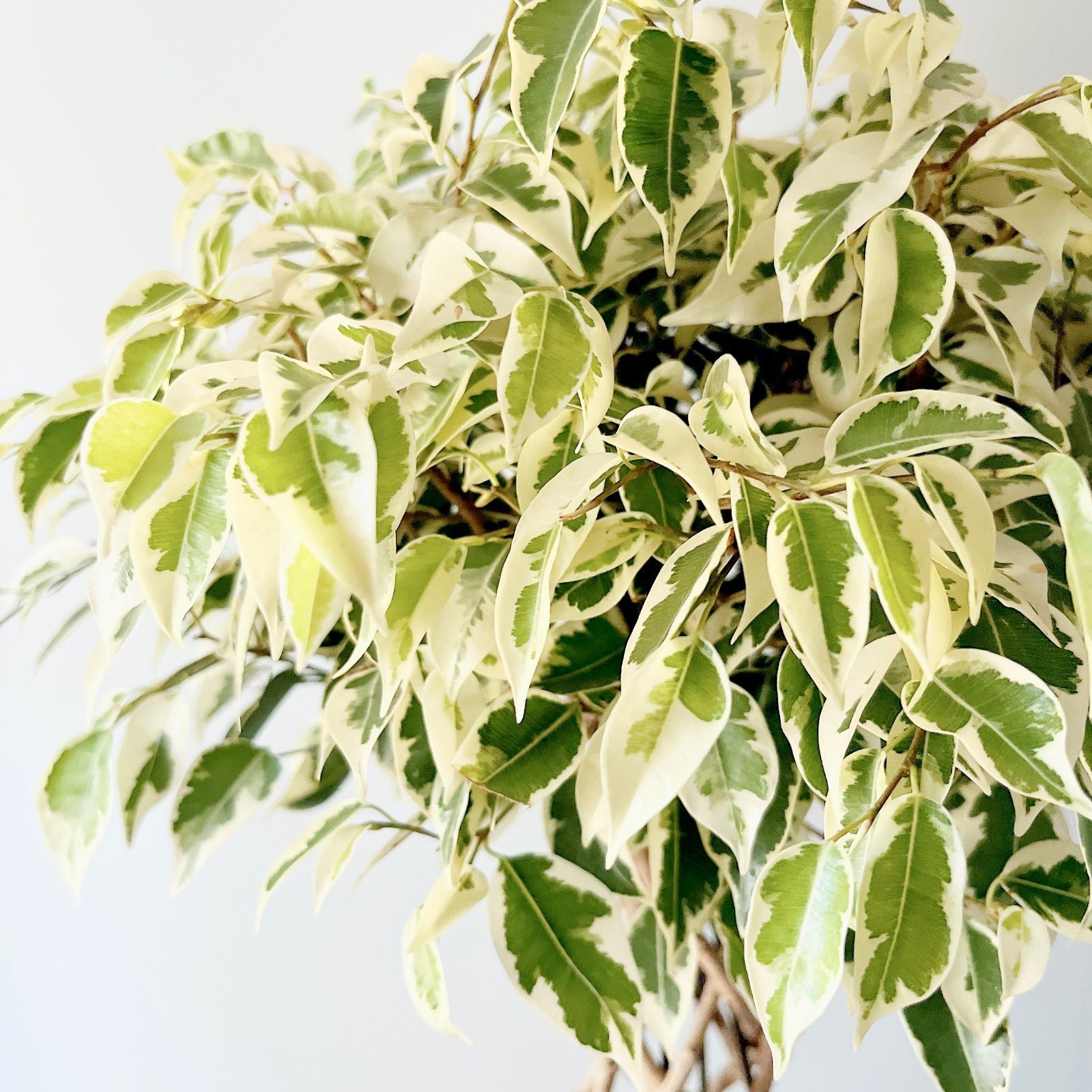 現品のみ】フィカス ベンジャミン スターライト 8本編み 観葉植物 室内