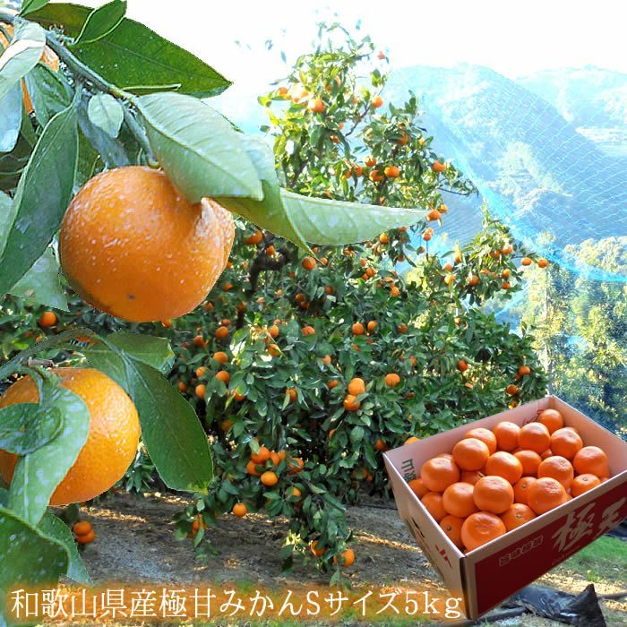 田辺 天みかん 下津ひかえおろうみかん 有田クオリティーみかん等 高糖度みかん厳選 和歌山県産 甘みかんS5ｋｇ 12月初旬から順次発送になります