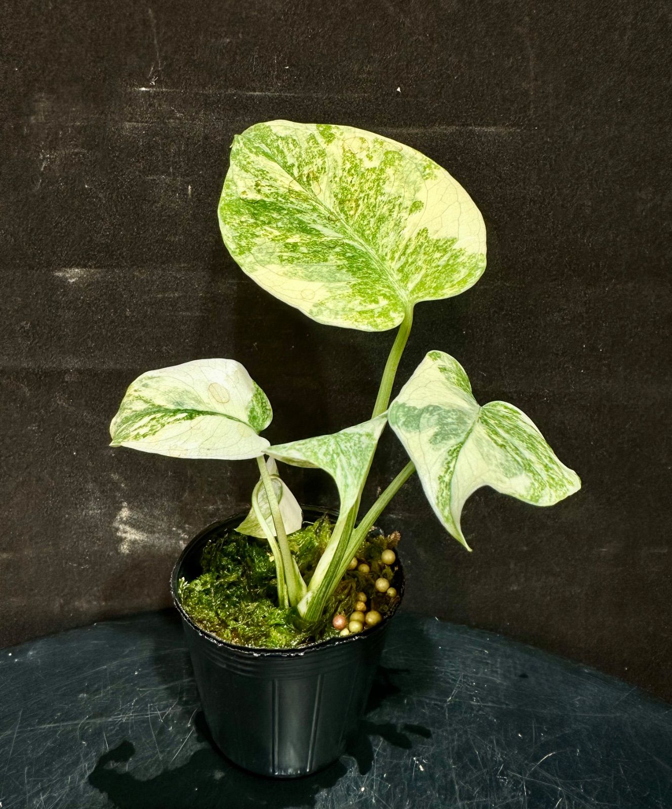 Monstera Deliciosa 'LEGACY' モンステラ デリシオーサ レガシー