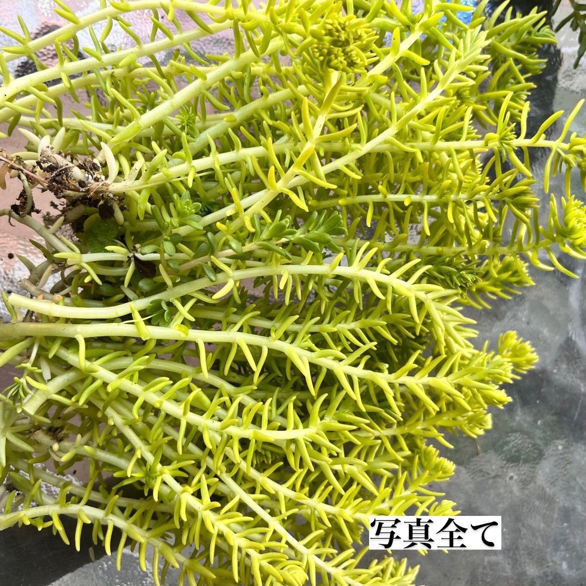 多肉植物 セダム ゴールドビューティ♡ - 植物