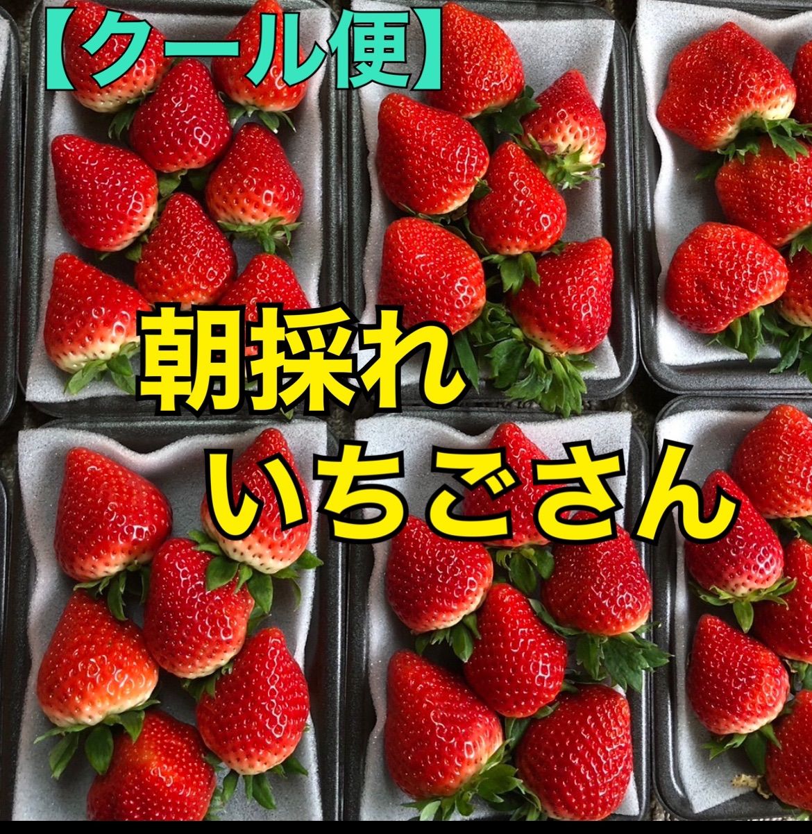 朝採れ 農家直送！佐賀県産 「いちごさん」一箱2パック500g以上！ - 果物