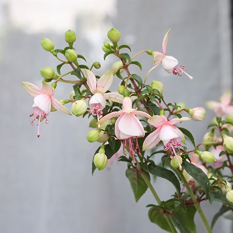 花苗 フクシア ホワイトピンク／レッドパープル／ブランカ 4号