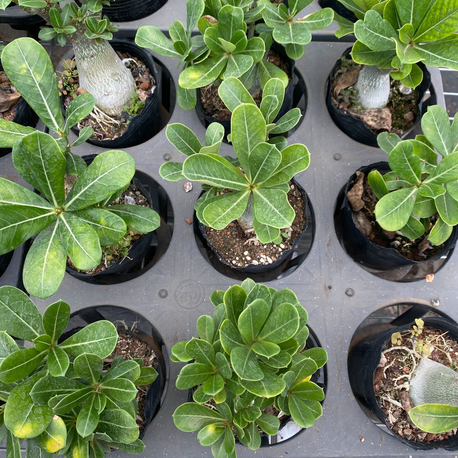 抜き苗 沙漠のバラ ZM1501×30株 ふっくら 多肉植物 エケベリア