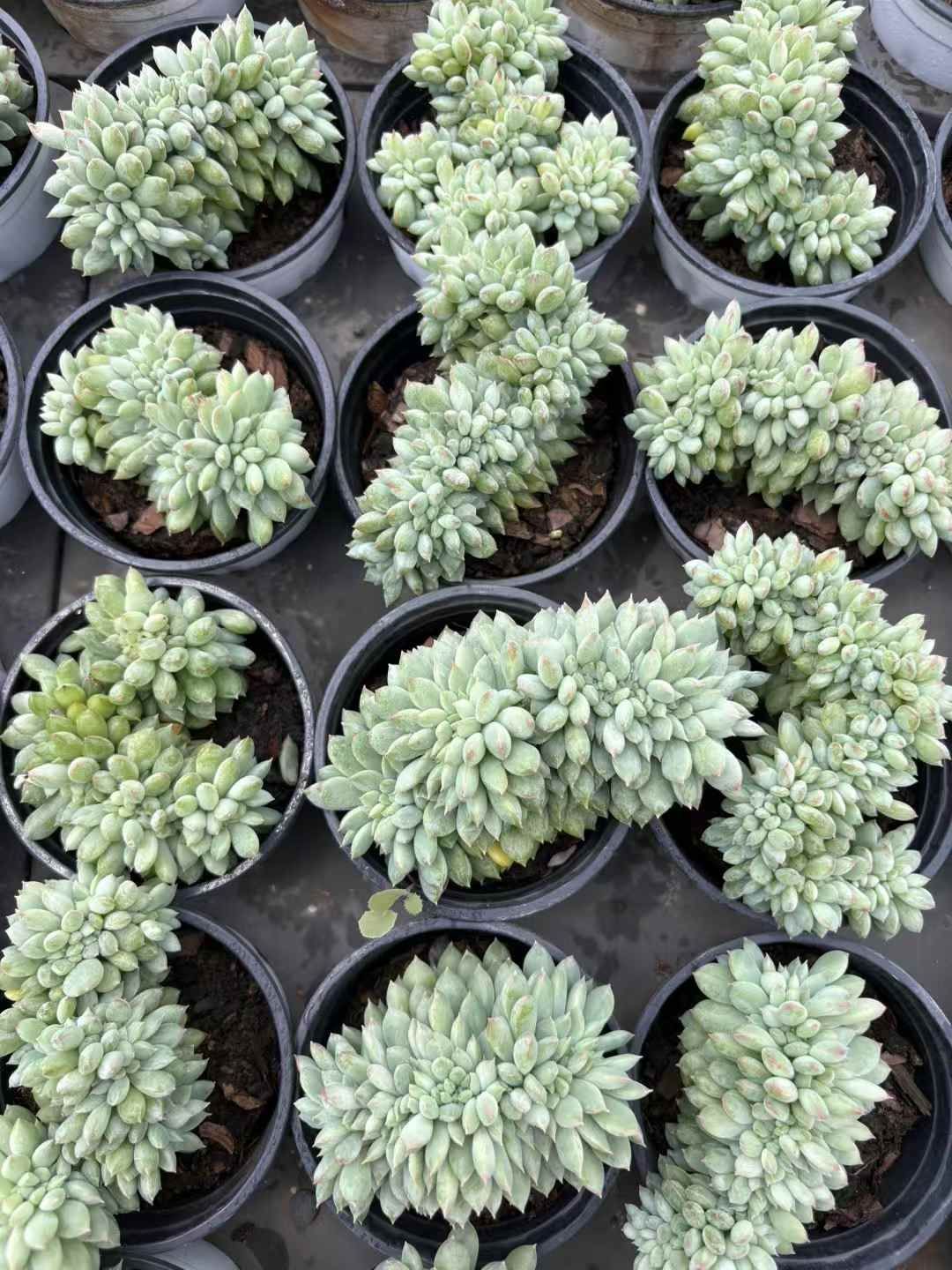 18株の抜き苗セット ドクターコーネリアス石化 多肉植物 佐川急便発送 エケベリア 韓国苗 XJB618