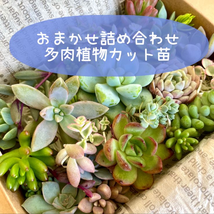 多肉植物 おまかせカット苗詰め合わせ