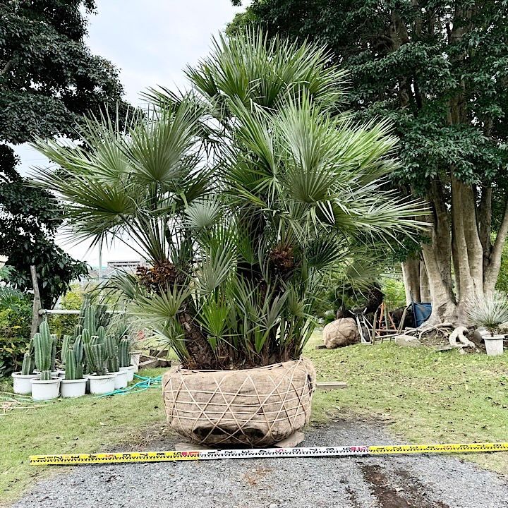 良樹形】 チャメロプス チャメロップス - メルカリ