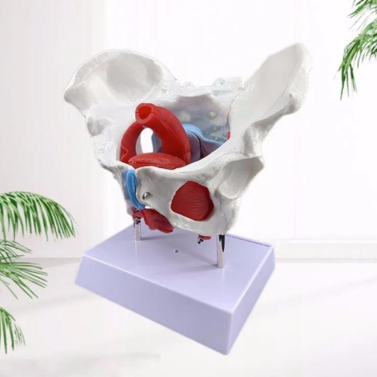 女性の骨盤 人体模型 骨盤模型 骨盤 模型 女性 子宮膣 卵巣 膀胱 直腸