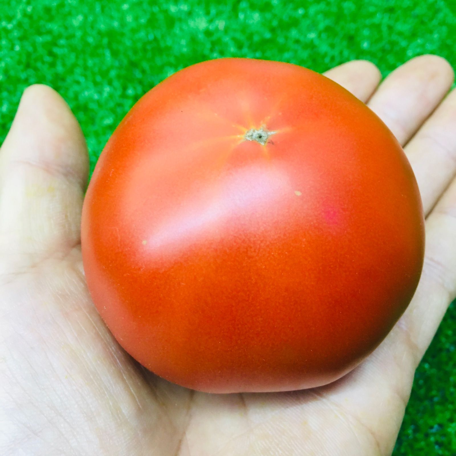 贅沢トマト🍅(ぜいたくとまと)＋α　農家👩‍🌾直送！クールメルカリ便❄60サイズ