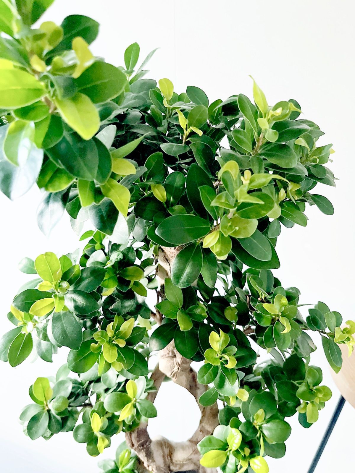 八の字 パンダガジュマル