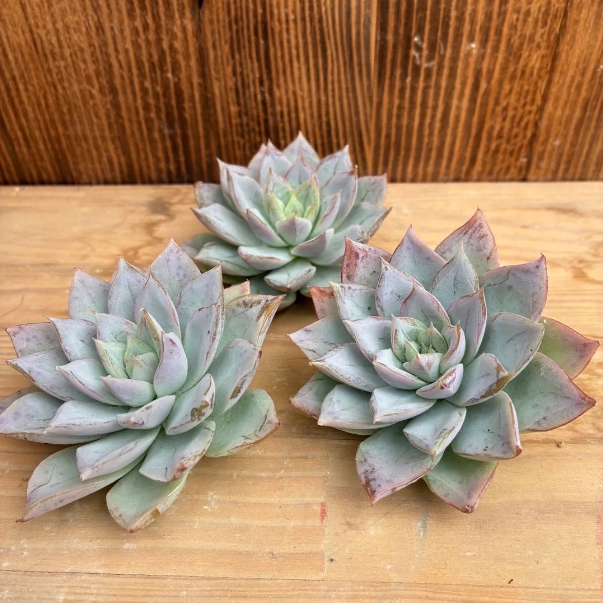 ホワイトアングル◎多肉植物 カット苗 韓国苗 エケベリア等 送料1/4