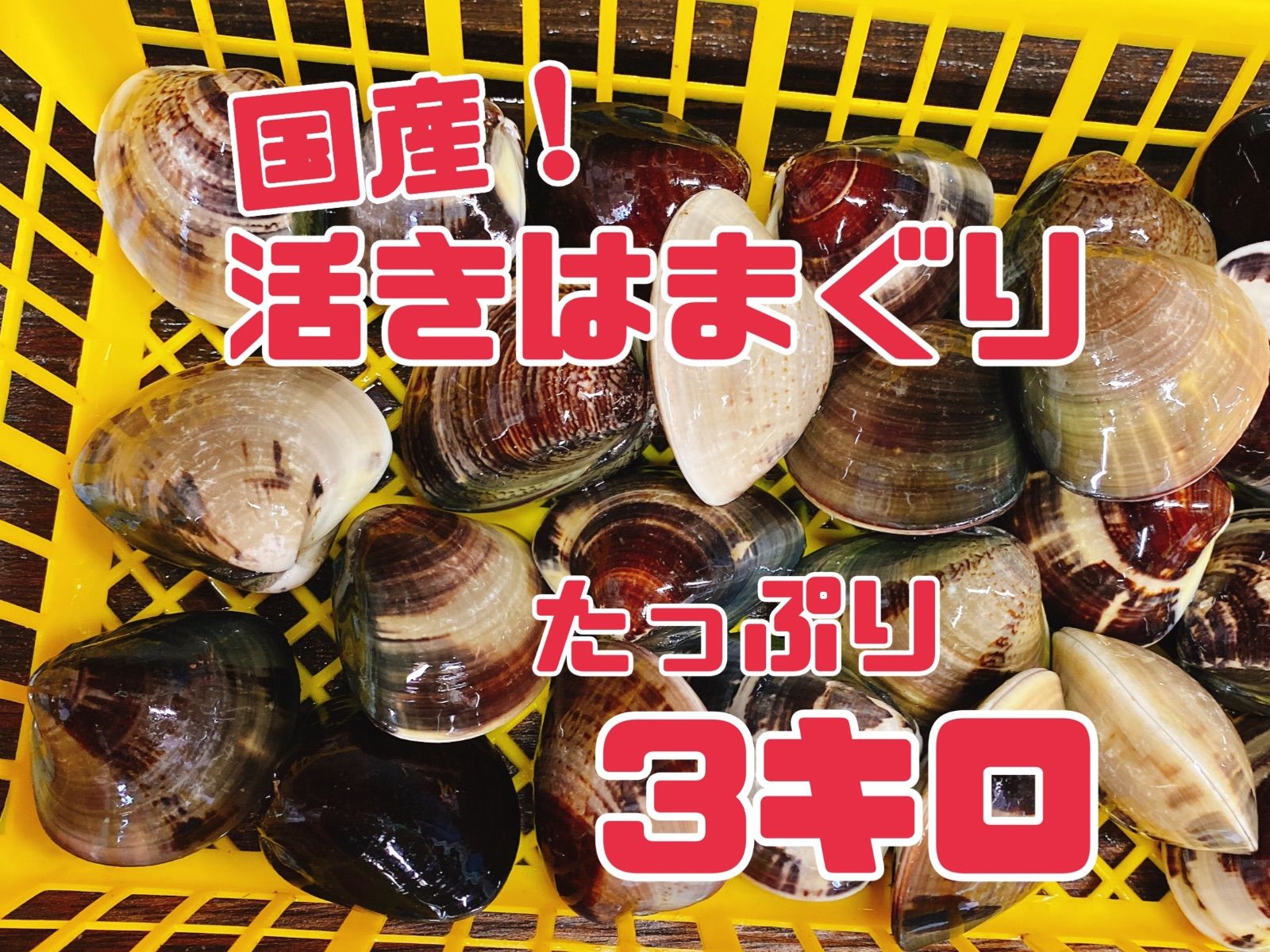 活きはまぐり3キロ