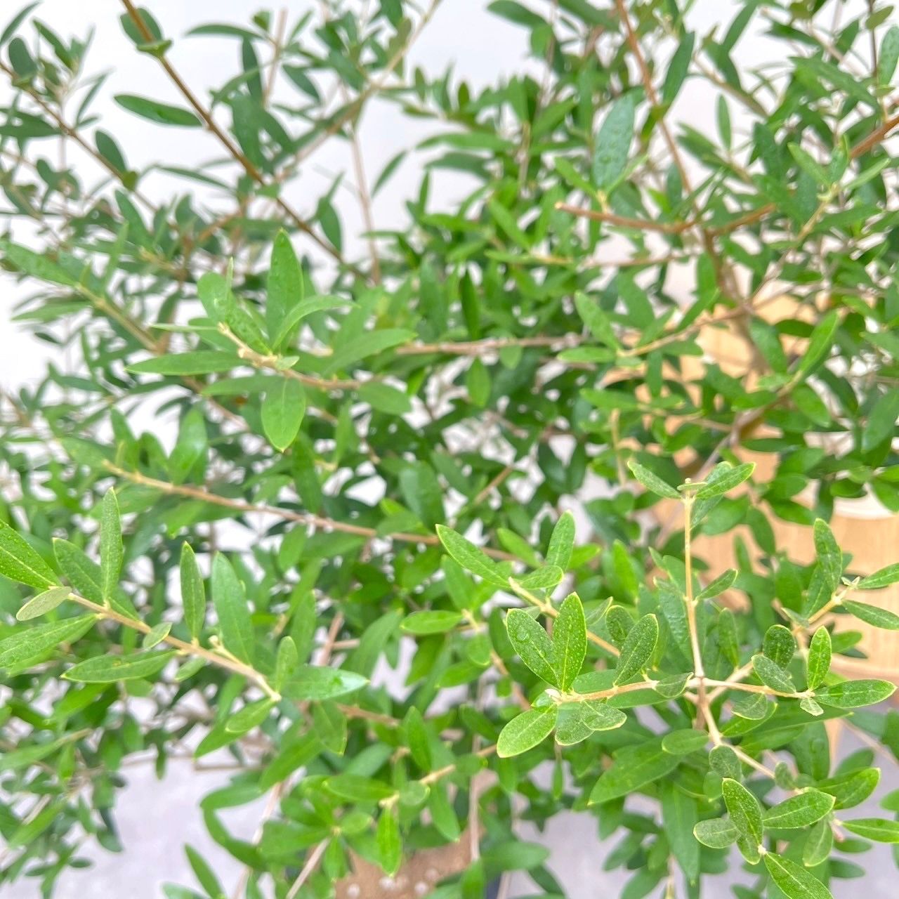 創樹　オリーブ　ネバディロブランコ　15 オリーブの木 創樹Souju ネバディロ・ブランコ No.115 - メルカリ