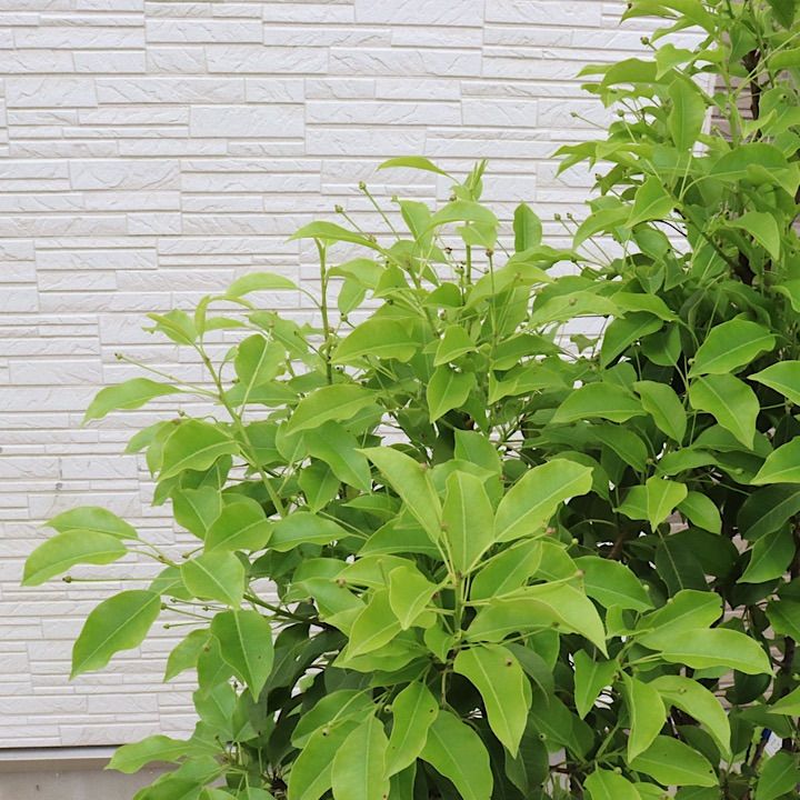 1本立ち】ソヨゴ 雌 - メルカリ