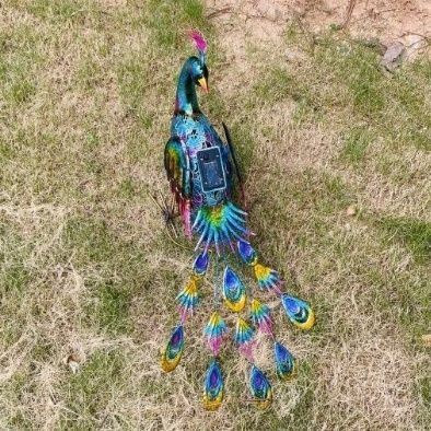 鳥 動物