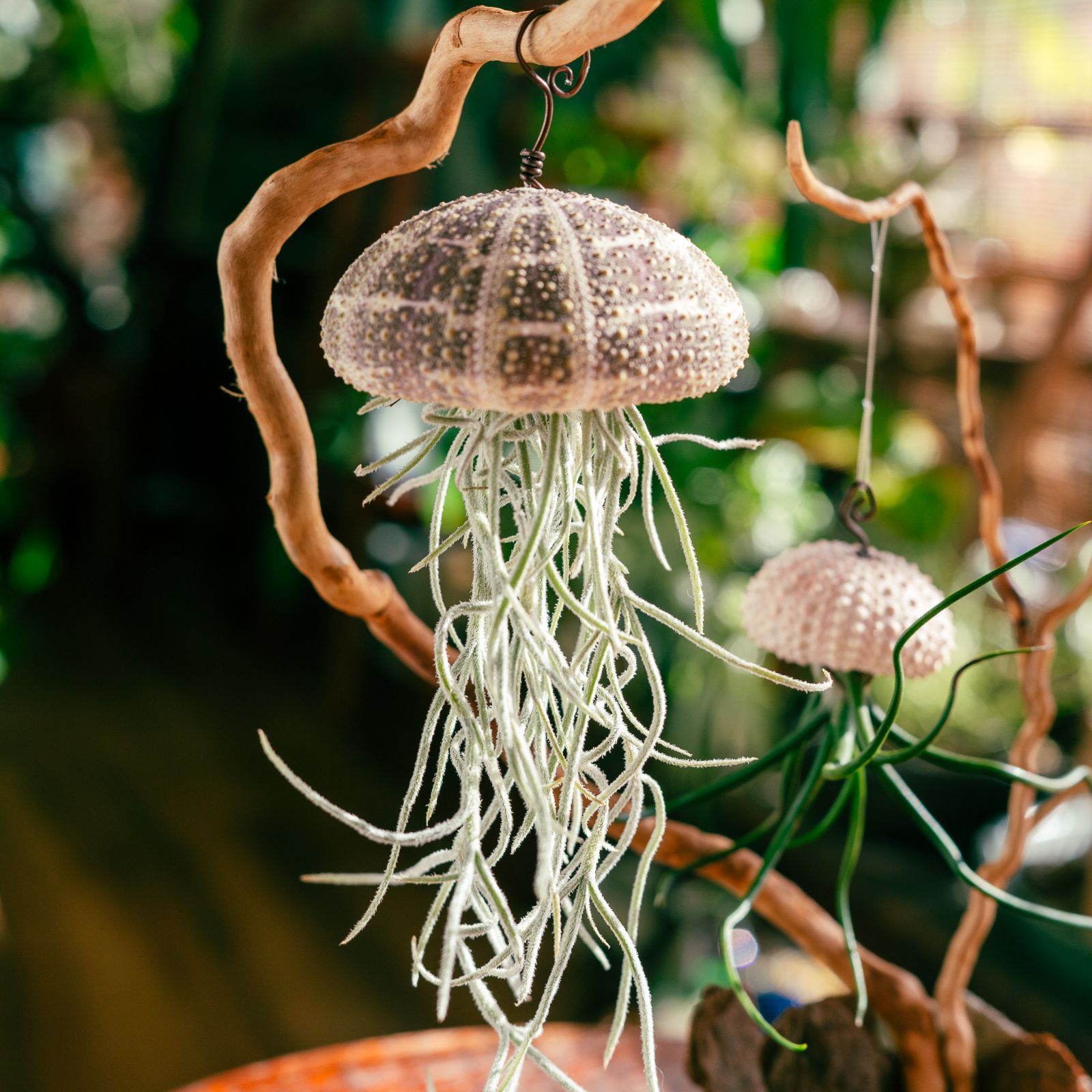 チランジア Peltry Jellyfish これはクラゲか、エイリアンか。】𖣔 チランジア・ブルボーサ