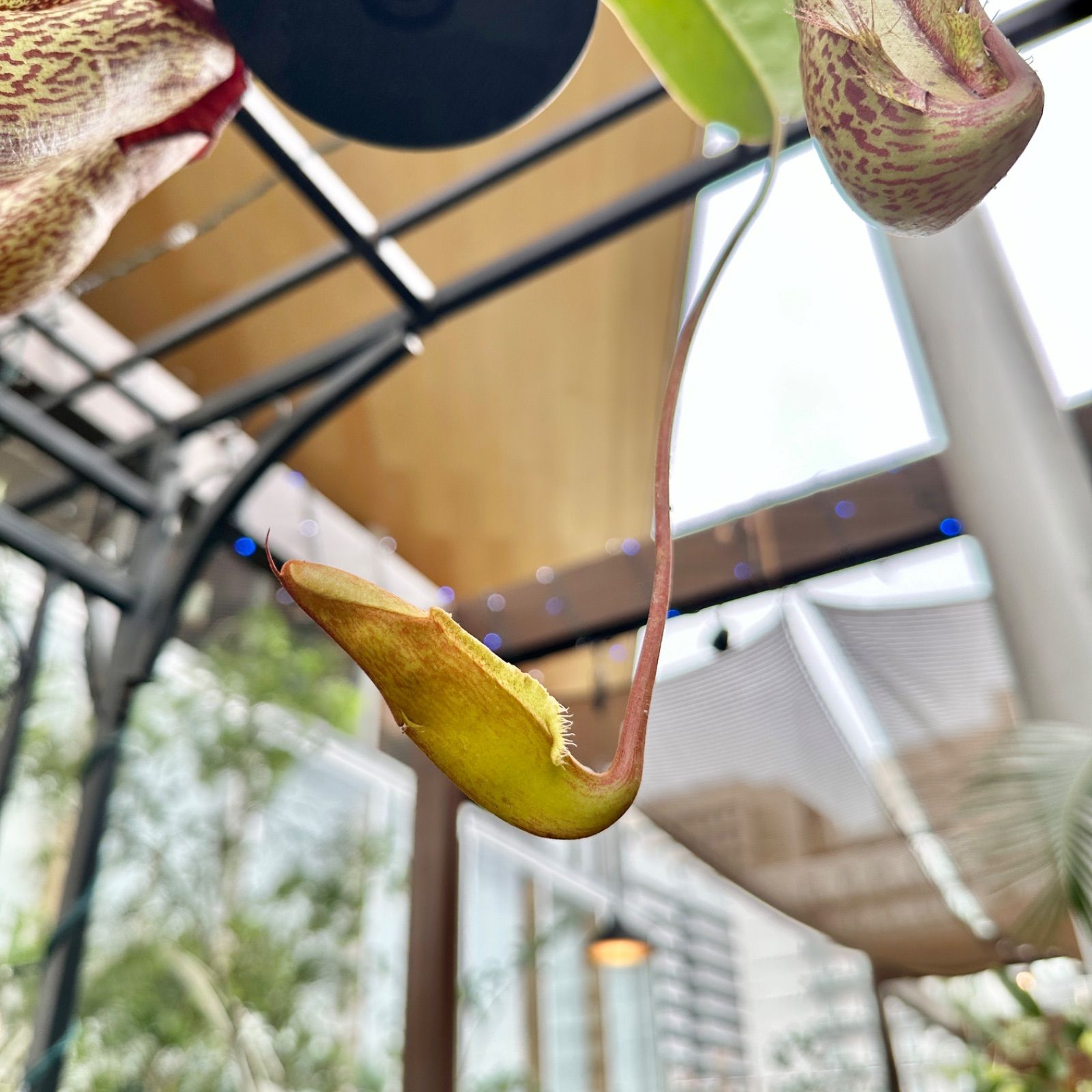 も*こ様 観葉植物　ネペンテス　ランタン吊り鉢　ハンギングスタイル　食虫植物 楽天市場】ウツボカズラ 吊り鉢の通販