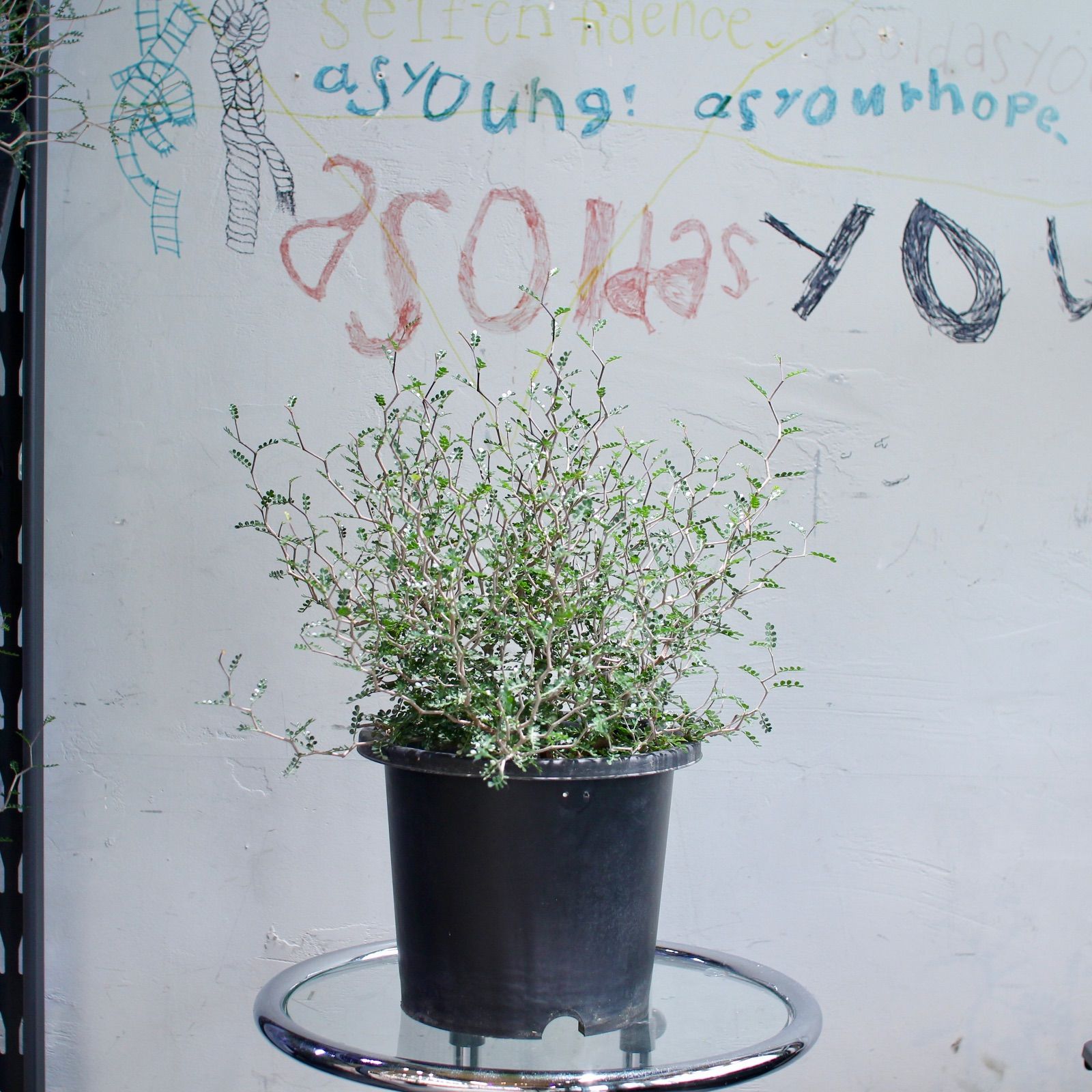 オペルクリカリア パキプス